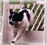 Lacie