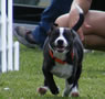 Pilot