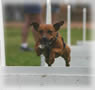 Scrappy